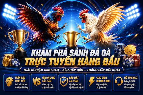 Sảnh đá gà trực tuyến 123B với livestream rõ nét, lịch trận cập nhật và bảng cược dễ theo dõi